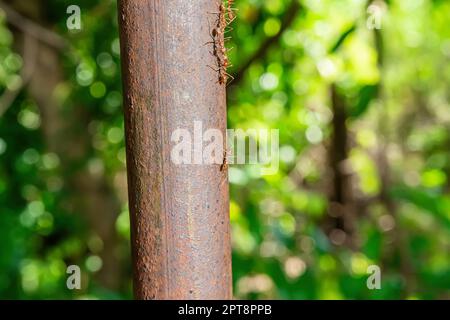 Les fourmis rouges marchant sur un poteau de fer sur un fond de nature. Banque D'Images