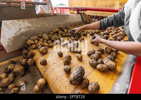 Tri des pommes de terre sur un tapis roulant par un ouvrier agricole Banque D'Images