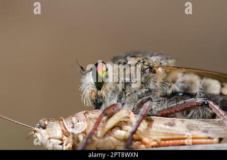 La mouche à mouches Promaque latitarsatus se nourrissant d'un acridien marocain Dociostaurus maroccanus. Inagua. Tejeda. Grande Canarie. Îles Canaries. Espagne. Banque D'Images