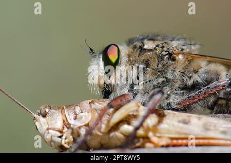 La mouche à mouches Promaque latitarsatus se nourrissant d'un acridien marocain Dociostaurus maroccanus. Inagua. Tejeda. Grande Canarie. Îles Canaries. Espagne. Banque D'Images