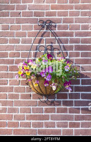 Europe, pays-Bas, Hollande-Nord, Enkhuizen. Panier de fleurs de pansy fleuries sur une maison en brique. Banque D'Images