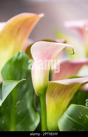 Europe, pays-Bas, Hollande-Méridionale, Lisse. Cala lys dans un jardin formel. Banque D'Images