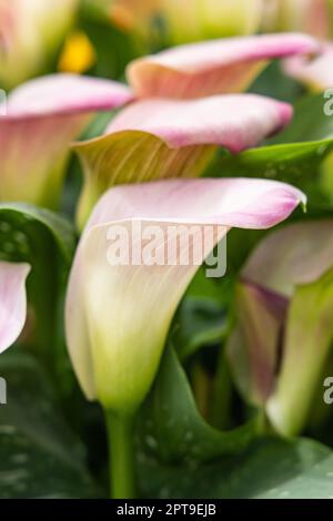 Europe, pays-Bas, Hollande-Méridionale, Lisse. Cala lys dans un jardin formel. Banque D'Images