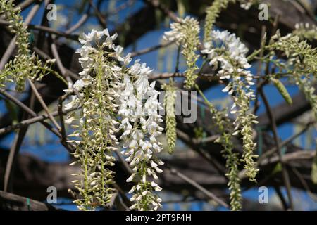 Au printemps, la wisteria fleurit, les fleurs pétumées blanches descendent en amas de la pergola dans le jardin de fleurs. Il crée un arrière-plan fleuri. Banque D'Images