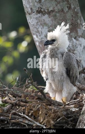 Un poussin d'aigle harpie (Harpia harpyja) perçant dans le nid dans l'arbre de jatoba. Photographié à Mato Grosso, Brésil. Banque D'Images