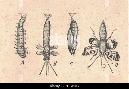 Illustration antique gravée de la petite métamorphose de tortoiseshell. Illustration ancienne de la petite métamorphose de tortoiseshell. Vieux pictur gravé Banque D'Images