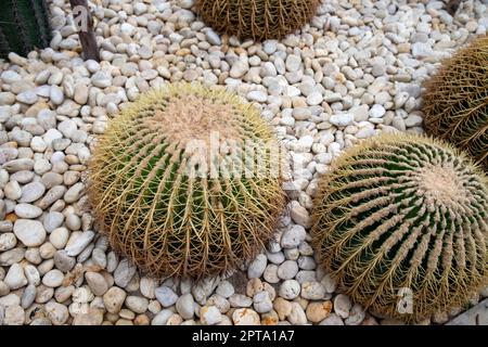 GOLDEN BARREL CACTUS est un cactus du groupe ECHINOCACTUS, originaire de l'est du Mexique. Son nom scientifique est ECHINOCACTUS GRUSONII. Nous Banque D'Images