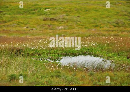 Hat man den Bahnhof von corr verlassen, wird man sofort von der rauhen aber wunderbar schönen Landschaft der schottischen Highlands im Rannoch Moor Banque D'Images