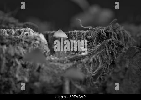 un petit champignon en filigrane en noir et blanc pris dans une racine d'arbre, avec une tache lumineuse dans la forêt. Sol forestier avec mousse et aiguilles de pin. Prise de vue macro Banque D'Images