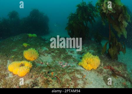 Varech à tiges Ecklonia radiata et mamelons jaunes épars au fond de la mer. Lieu: Leigh Nouvelle-Zélande Banque D'Images