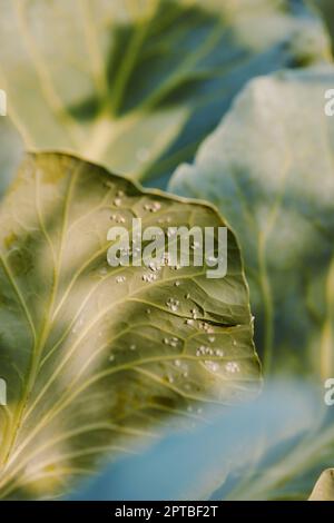 Aleyrodes prolétella blanche sur la feuille de chou. parasites agricoles Banque D'Images