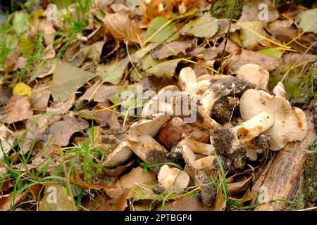 Tricholoma albobrunneum, champignons d'Ukraine. Champignons dans la forêt sur l'herbe. Banque D'Images