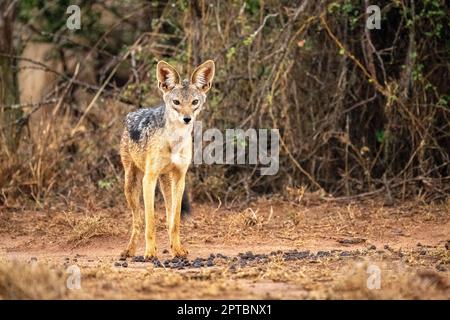 Le jackal à dos noir se tient sur la piste en tête Banque D'Images