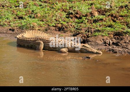 Un crocodile du Nil (Crocodylus niloticus) se prélassent dans l'eau peu profonde, Kruger National Park, Afrique du Sud Banque D'Images