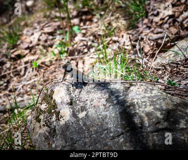 Clôture orientale Lézard avec un ventre bleu qui se soleil sur un rocher Banque D'Images
