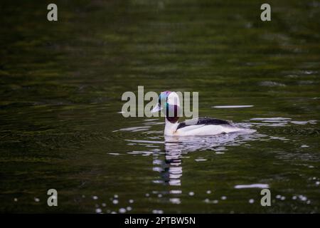 Un canard à tête de buffle mâle (Bucephala albéola) nage sur le lac Yellow, Sammamish, comté de King, État de Washington, États-Unis. Banque D'Images