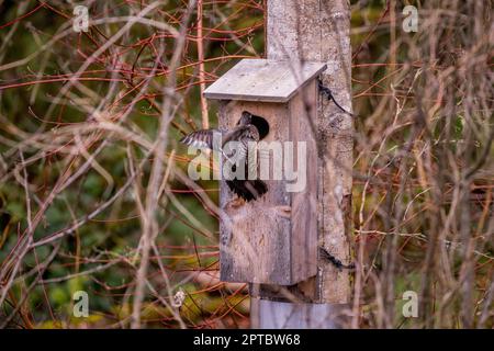 Une femelle de canard de bois ou de canard de Caroline (Aix Sponda) vole sur une boîte de nid à Yellow Lake, Sammamish, comté de King, État de Washington, États-Unis. Banque D'Images