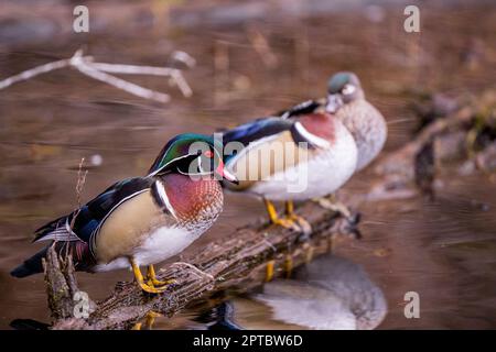 Canards de bois ou canards de Caroline (Aix Sponda) assis sur des rondins dans l'eau de Yellow Lake, Sammamish, King County, Washington State, USA. Banque D'Images