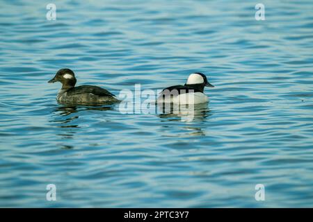 Des canards à tête de buffle (Bucephala albéola) mâles et femelles nagent sur le lac Washington à Kirkland, État de Washington, États-Unis. Banque D'Images
