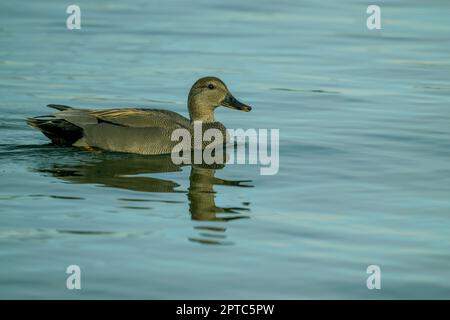 Un canard de Gadwall mâle (Mareca streppera) nage sur le lac Washington à Kirkland, État de Washington, États-Unis. Banque D'Images