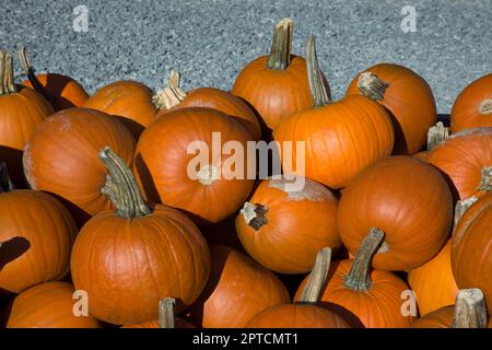 tas de citrouille pour thanksgiving ou halloween saison agricole marché orange grand tas de squashs pile Banque D'Images