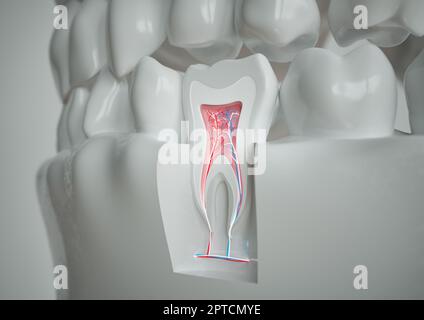 Anatomie d'une dent avec dentition complète sur fond blanc -- 3D rendu Banque D'Images
