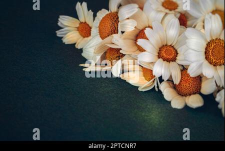 Magnifique bordure douce de bouquet de fleurs en marguerites sur fond sombre. Fleurs sauvages blanches tendres. Cadeau avec amour. Banque D'Images