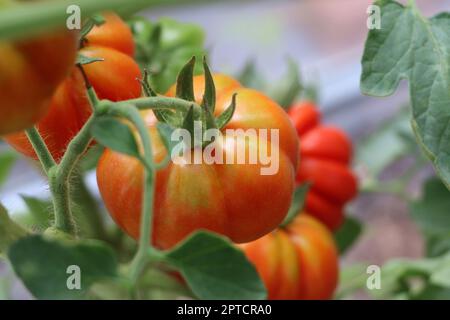 Belles tomates rouges en branche dans la maison verte , tomates biologiques . Banque D'Images