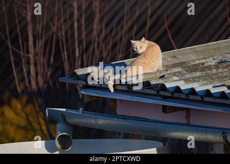 Cat se détendre sur le toit d'une maison de village Banque D'Images