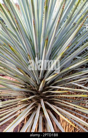 Photographie de l'Arizona Agave (Agave x arizonica). Jardin botanique du désert, Phoenix, Arizona, États-Unis. Banque D'Images