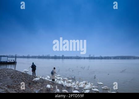 Photo d'un groupe de cygnes nourris par une femme, pris au cours d'un après-midi d'hiver froid à Zemun, Belgrade, Serbie, sur le Danube. Les cygnes sont des oiseaux Banque D'Images