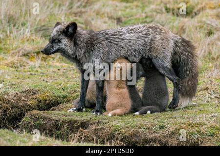 Un renard roux (Vulpes vulpes) (mue d'argent) vixen (mère) aux pups de soins (kits) au camp américain (parc historique national de l'île de San Juan) Banque D'Images