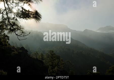 Forêt de pins de l'île des Canaries Pinus canariensis à Inagua et au sud-ouest de l'île de Gran Canaria contre la lumière. Îles Canaries. Espagne. Banque D'Images