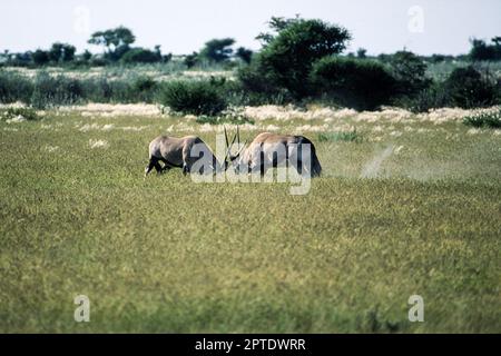 Gemsbok (Oryx gazella), Central Kalahari Game Reserve, Ghanzi, Botswana, Africa Banque D'Images