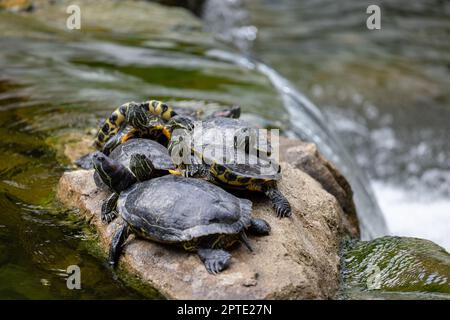 Tortue rouge dans l'étang d'eau Banque D'Images