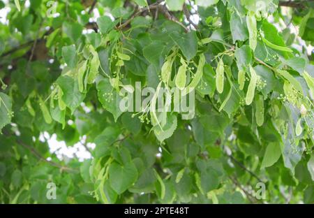 Arrière-plan naturel naturel, grappes de fleurs de tilleul en forme de coeur, tilleul européen, petit-laqué, floraison de tilleul petit-laqué. Banque D'Images