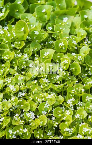 La laitue de Miner (Claytonia perfoliata), vert vif et comestible, est une plante florale à auto-semis agressive qui fleurit à la fin de l'hiver et au début du printemps. Banque D'Images
