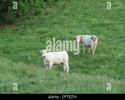 de beaux veaux paissant dans la prairie tranquillement heureux animaux de ferme Banque D'Images