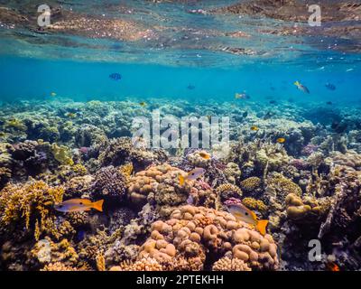 magnifiques coraux colorés et poissons sous la surface pendant la plongée en apnée en egypte Banque D'Images