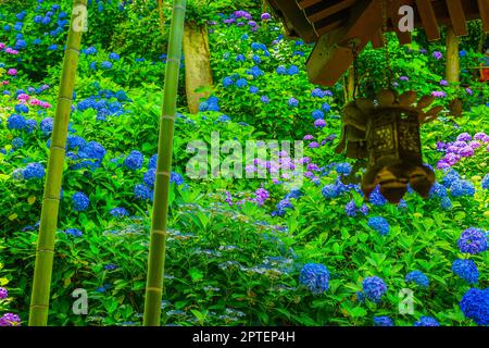 Hydrangea et la forêt de bambou. Lieu de tournage : ville de Kamakura, préfecture de Kanagawa Banque D'Images