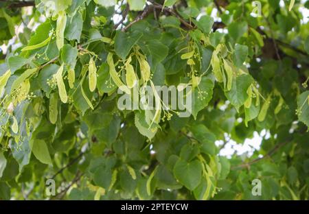 Arrière-plan naturel naturel, grappes de fleurs de tilleul en forme de coeur, tilleul européen, petit-laqué, floraison de tilleul petit-laqué. Banque D'Images