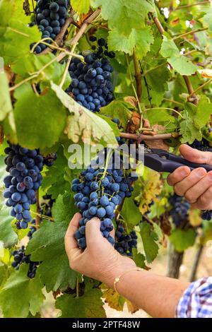 Les mains de l'agriculteur coupent des raisins rouges avec des sécateurs de vigne pendant la récolte du vin dans le vignoble italien, gros plan. Jour d'automne ensoleillé. Vinification Banque D'Images