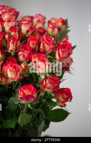 Bouquet composé de nombreuses roses roses à tige haute. Bouquet de roses festif en gros plan Banque D'Images