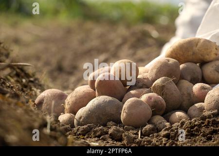 Pommes de terre récemment creusées dans une ferme familiale biologique, vue à angle bas sur la terre brune riche dans un concept de culture alimentaire Banque D'Images
