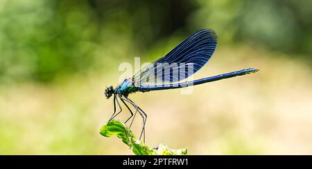 Black, Blue dragonfly gros plan SOA la libellule bleu profond se trouve sur la libellule d'herbe dans l'habitat naturel Banque D'Images