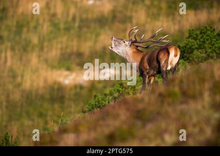 cervus elaphus, cerf-Rouge, qui grondement dans le moddle du pin nain en automne. Orne les cerfs dans les montagnes à l'automne. Un mammifère sauvage de sexe masculin qui appelle à flanc de montagne Banque D'Images