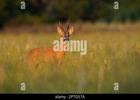 Cerf de Virginie, capranolus capranolus, debout dans de longues prairies au lever du soleil d'automne. Mammifère masculin regardant sur la prairie en automne ensoleillé. Roebuck à regarder sur la croissance Banque D'Images