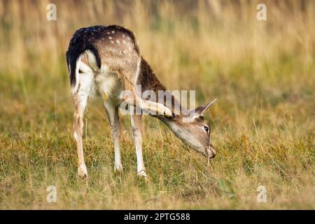 Cerf jachère, dama dama, égratignures de cou sur un pâturage sec en automne. Une femelle a repéré un mammifère qui se déchèrait de la tête dans la prairie à l'automne. Arrière avec la jambe vers le haut sur le champ. Banque D'Images