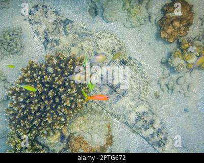 de grands poissons crocodiles se trouvent sur le fond marin entre les coraux dans la mer rouge egypte Banque D'Images