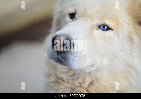Portrait de l'White Siberian husky Samoyède chien avec heterochromia (phénomène lorsque les yeux sont de couleurs différentes) dans la journée à l'extérieur Banque D'Images